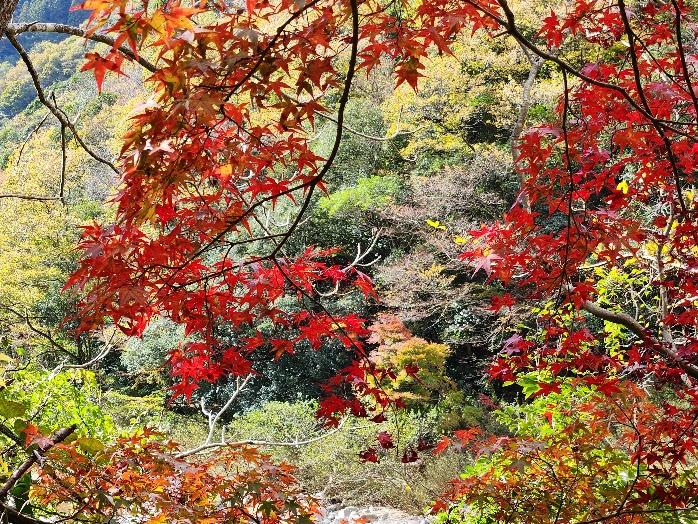福知山線廃線跡沿いの鮮やかな紅葉