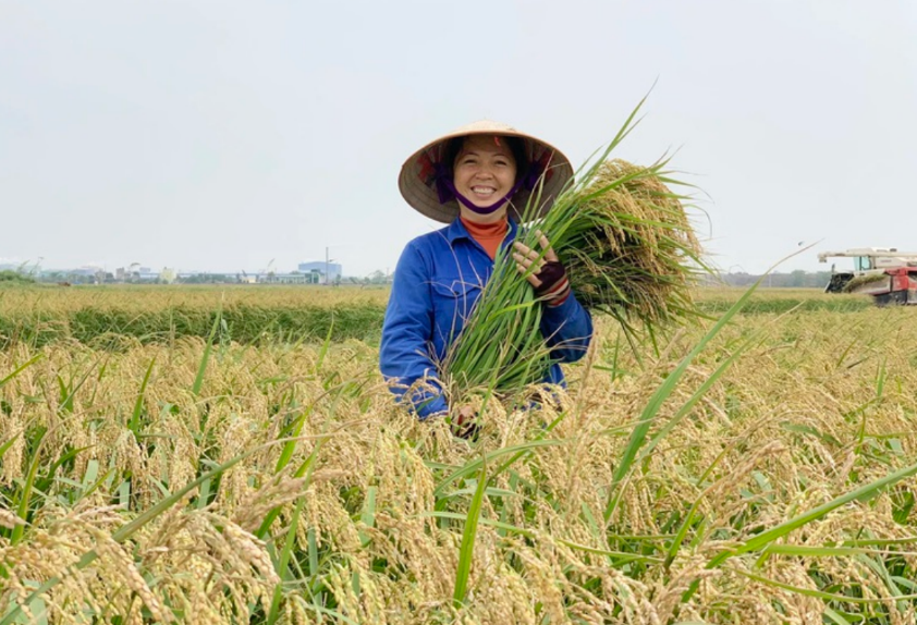 ベトナム米の収穫の様子（Vietnam.vn）